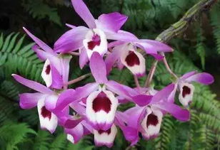 来源与生长环境