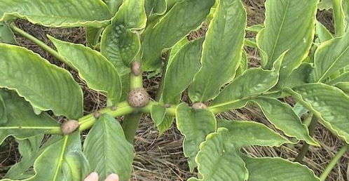 魔芋豆腐：花卉养护的神奇秘密