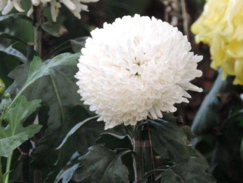 日本海棠花老不开花？试试这些养殖方法