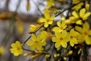 温度控制，花开得梗久