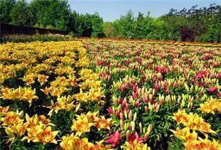 郑州的秋天 花儿绽放的季节