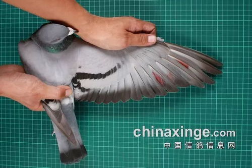 鸽鸽寄生虫病二：球虫病