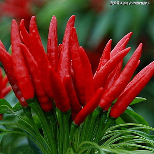 造型一：传统盆栽风