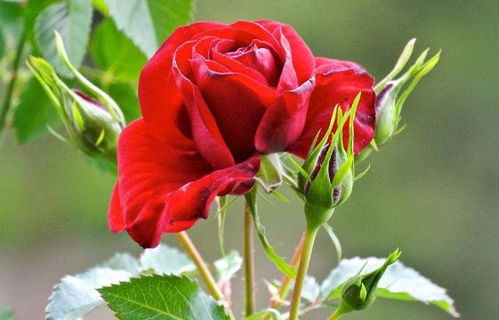 3、 冥王星阳台月季