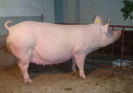 母猪配种后30天内，如何把握黄金期？