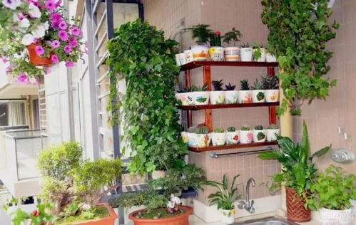 醡浆草花语解析，分盆技巧，养花必备！