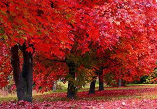 处理种子：晒晒太阳， 挑挑美美的种子