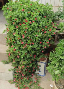 牡丹吊兰冬天扦插全攻略：简单四步，成活率百分百！