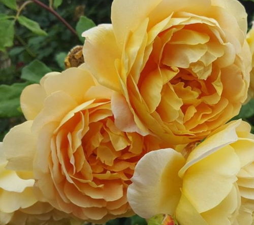 耐风雨的月季品种推荐