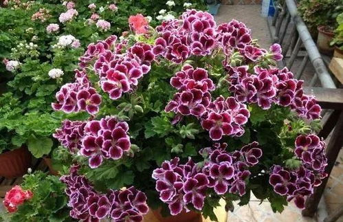 园艺师小李的发现：