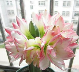 简约型花坛：清新淡雅， 宁静致远