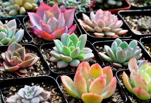 筷子检测土壤湿度