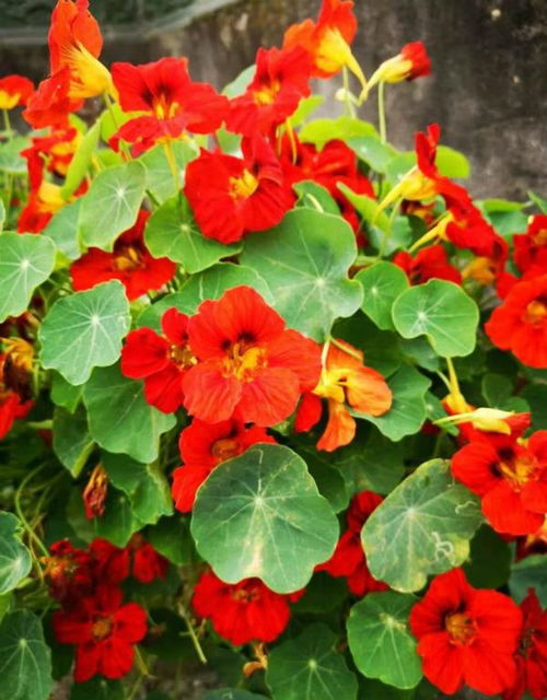 温度，植物的舒适区