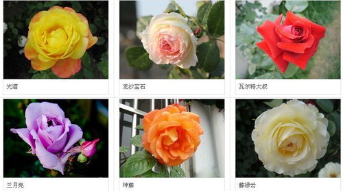 月季花：坚韧不屈的市花传奇