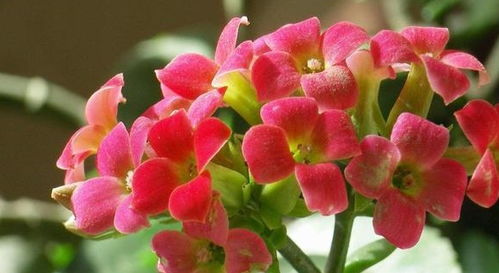 长寿花浇水是淋花好还是灌土好？黑杆了怎么办