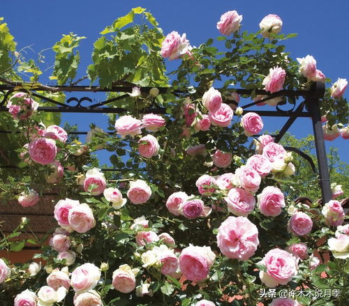 蛋壳花肥， 月季的酸酸甜甜