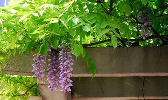 紫藤萝的花与资料