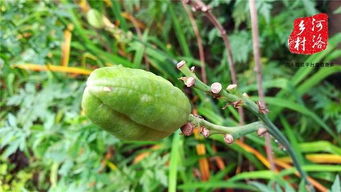 那雨后打农药，有没有什么禁忌呢？