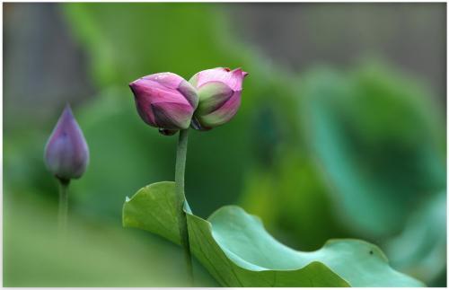 情人泪：泪光中的爱情密码