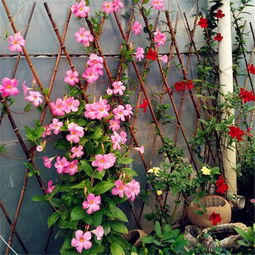 屋顶倒挂鲜花，如何巧妙拆分