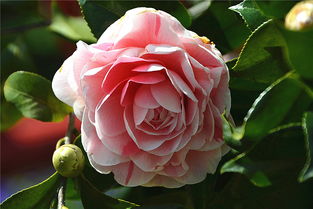 茶花的分类与特点