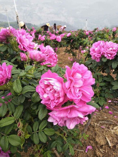 玫瑰中夜蛾，花蕾和花朵的克星！