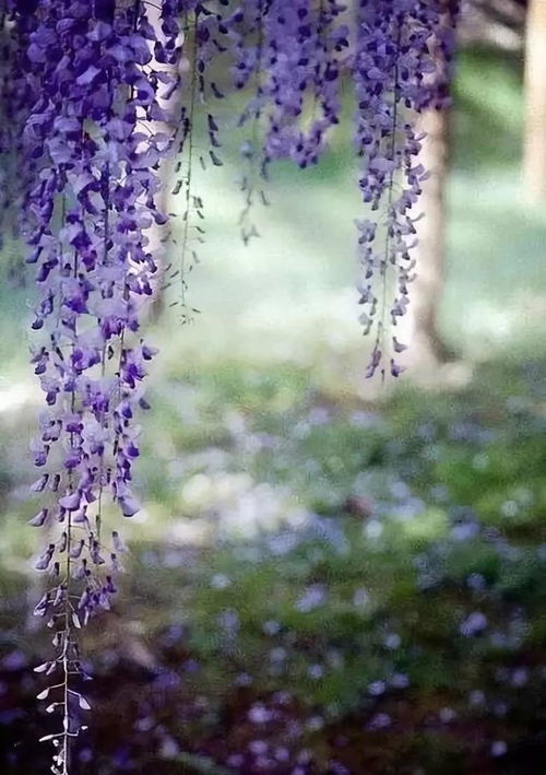紫藤花语中，诉说浪漫与永恒