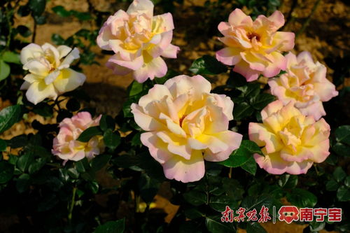 月季花：我国历史悠久的美丽使者