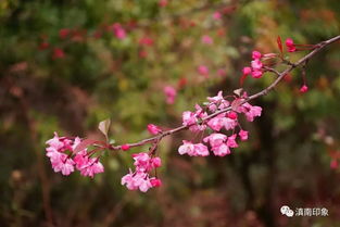 为什么海棠花开得这么少