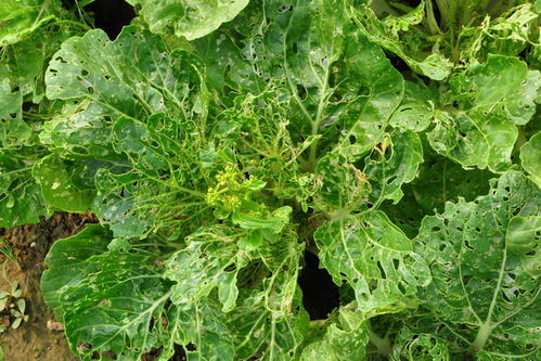 甲维盐：蔬菜平安用量大揭秘！