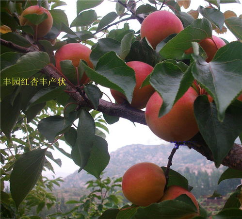 丰园红，杏早熟新品种