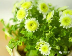 红豆草播种最佳时期：春末至夏初