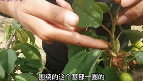 桃树最佳施肥时间是什么时候？怎样施肥才能促进桃树生长？