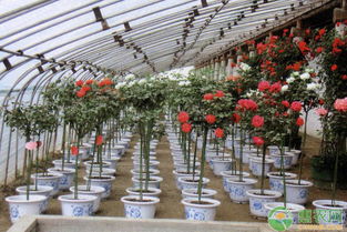 月季嫁接， 亲们，你懂吗？