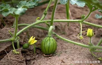 西瓜灰霉病与炭疽病：症状辨析记