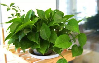 绿萝，绿萝，你到底有没有毒？