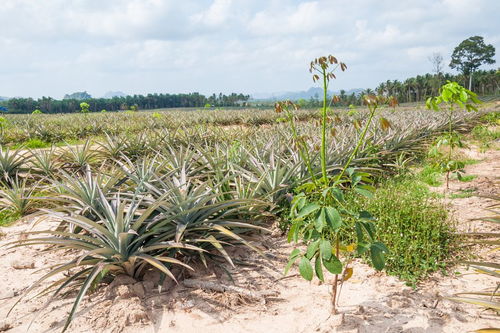 菠萝种植步骤详解，如何从播种到收获