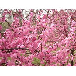 榆叶梅种植必备知识