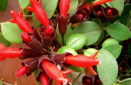 如何养护缕丝花以促进开花？揭秘养殖技巧！