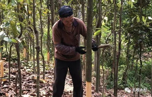 桂皮树能扒几次皮？过度扒皮会对树造成什么伤害
