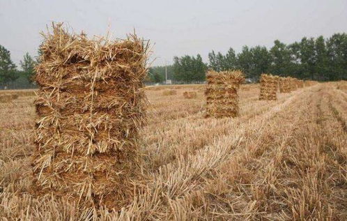 一、高秸秆草本花长啥样？