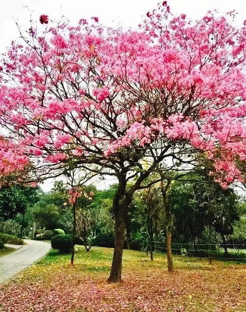 春天什么树花开鲜艳？