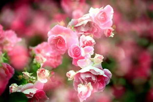 黄月季的花语与寓意大揭秘