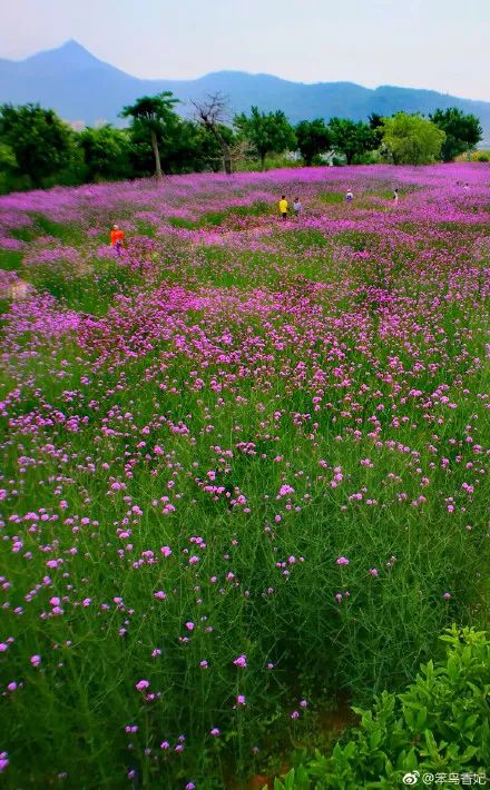 寻花地图，带你一起去找花
