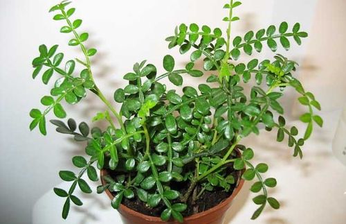 清香木掉叶子的原因及防治方法