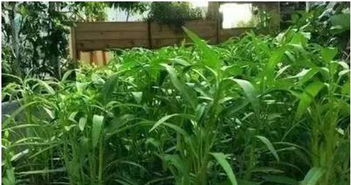 毒藤的光合作用， 与考试状态的微妙联系