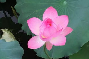 夏天盛开的花有哪些？请盘点一下夏天十种最美的花是哪些
