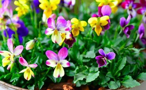 种子埋深，像金条一样埋下去？