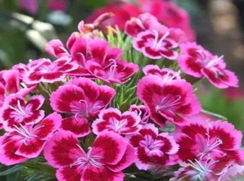 石竹花：花期长， 花朵精致