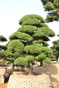 寻找优质实惠罗汉松的几个建议